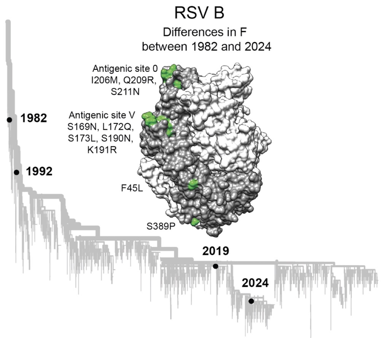 Image for RSV F evolution escapes some monoclonal antibodies but does not strongly erode neutralization by human polyclonal sera