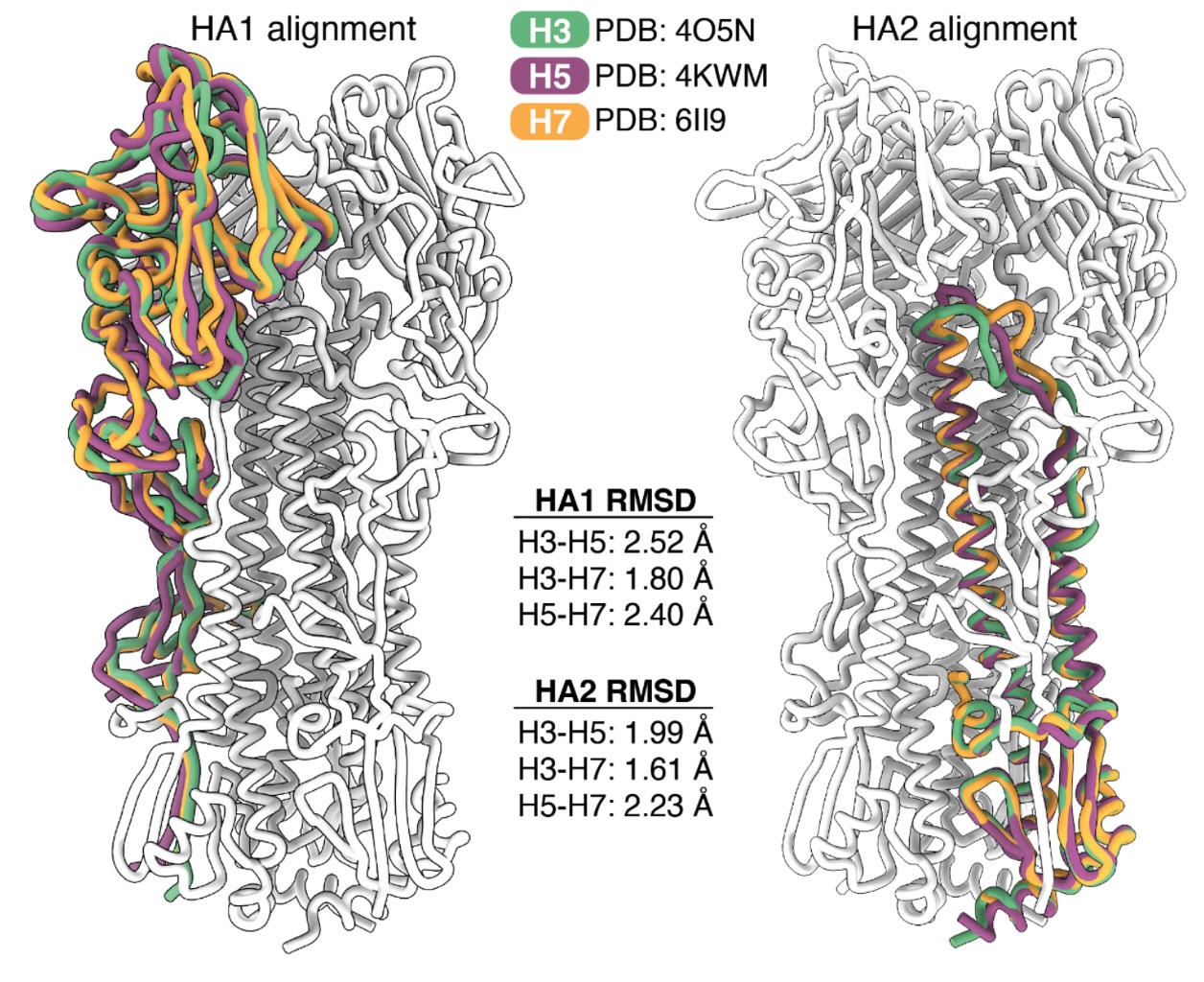 Image for Influenza hemagglutinin subtypes have different sequence constraints despite sharing extremely similar structures